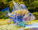 Red Lionfish