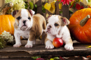 English Bulldogs and Pumpkins