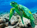 Hawksbill Sea Turtle