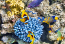 Corals and Tropical Fish