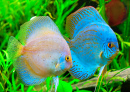 Discus Fish