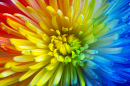 Rainbow Flower