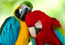 Colorful Macaws