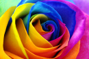 Rainbow Rose