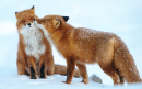 Red Foxes