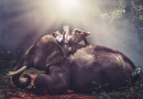 A Boy and his Elephant