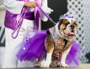 Dogs Contest in Las Palmas, Spain