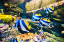 School of Butterflyfish