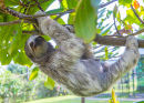 Sloth in Costa Rica Rainforest