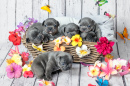 French Bulldog Puppies