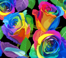 Rainbow Roses