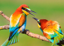 Colorful Birds