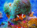 Saltwater Reef Aquarium