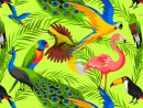 Tropical Birds