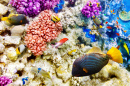 Corals and Tropical Fish