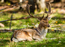 Spotted Deer, North Quebec, Canada