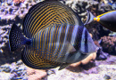 Sailfin Tang