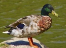 Meet Mr. Mallard