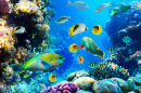 Tropical Fish on a Coral Reef