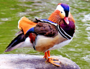 Mandarin Duck