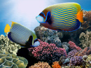 Emperor Angelfish, Red Sea