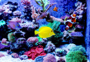 Coral Reef Aquarium