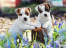 Jack Russell Terrier Puppies