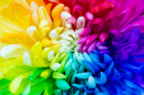 Rainbow Chrysanthemum Flower