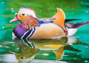 Mandarin Duck