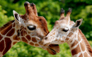 Giraffe Couple