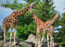 Giraffe Family