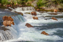 Grizzly Bears Fishing for Salmon at Brooks Falls