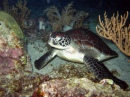 Green Sea Turtle Sleeping