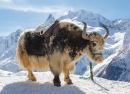 White-and-black Yak, Caucasus Mountains