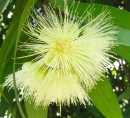 Jambo - Rose Apple Flowers