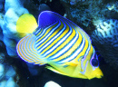 Royal Angelfish