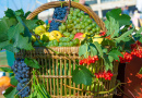 Basket of Fruits