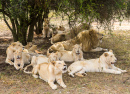 Group of Lions