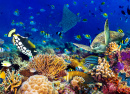 Coral Reef Landscape