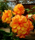 Orange Begonia