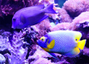 Blueface Angelfish