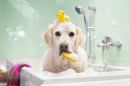 Retriever Taking a Bath