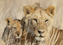 Lion Cub with His Babysitter