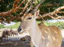 Gazelle in the Tanzania