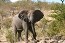 Olifant