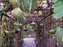 Hanging Vegetable Garden