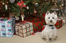 Wee Westie Christmas