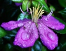 Purple Rain