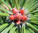 Pine Tree Branch