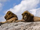 Male Lions